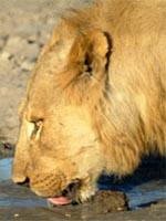 Safari Holidays - Lions, one of the Big Five