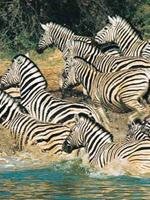 Safari Slideshow 2