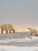 Polar Bear Safari