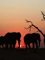 African honeymoon resorts
