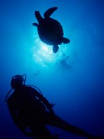 Diving