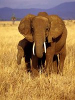 Tanzania Safari