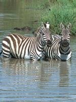 Safari Holidays - Zebras