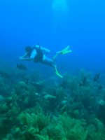 Diving In Bermuda