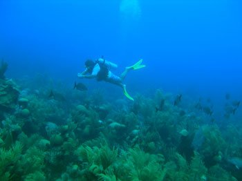 Diving In Bermuda