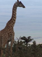 Safari Destinations: Giraffe