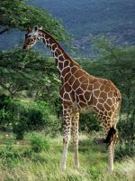 Giraffe Safari Holiday