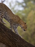 Leopard Safari Holiday
