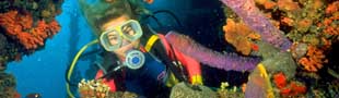 Aruba''s sealife can be enjoyed from above or below
