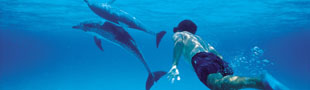 Swimming with dolphins in the Bahamas