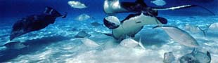Visit the famous sting ray sand banks