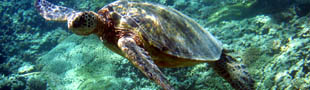 View sea turtles, manta rays and sharks