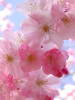 Cherry Blossom Viewing Holidays