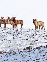 Yellowstone National Park