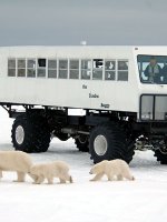 Polar Bear Safari