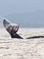 Humpback whale national marine sanctuary