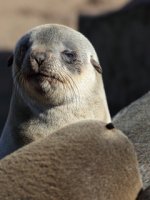 Skeleton Coast - Seal Pup