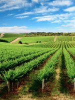 Barossa Valley Holidays