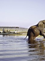 Stunning Chobe National Park Holidays