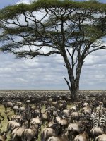The Serengeti - Acacia Tree