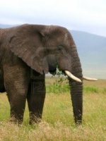 The Serengeti - Elephants