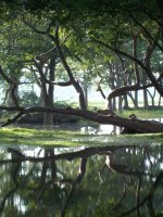 Lake and Gardens