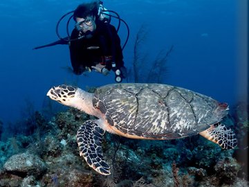 Yara Diving Turtle Alb