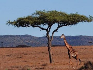 Mara Safari