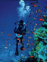 Egypt - diving