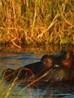Botswana - wildlife
