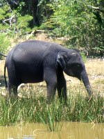 Sri Lanka - wildlife