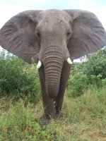 Jeep Safari Holidays - Elephants one of the Big Five