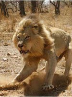 Lion safari