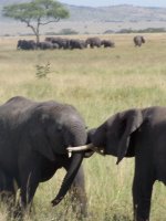 Safari Destinations: Elephants